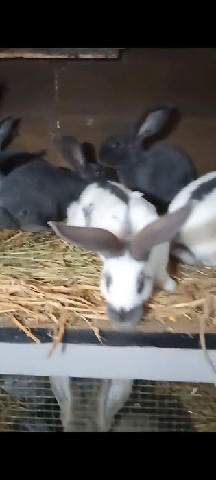 Iepuri fluture german Masculi