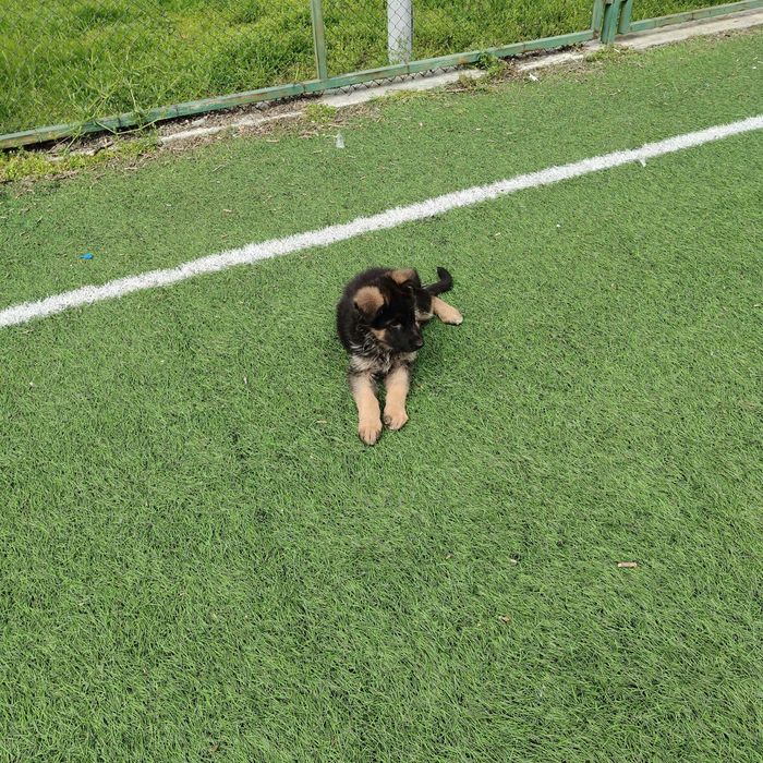 Hемска Oвчарска със чип и всички ваксини