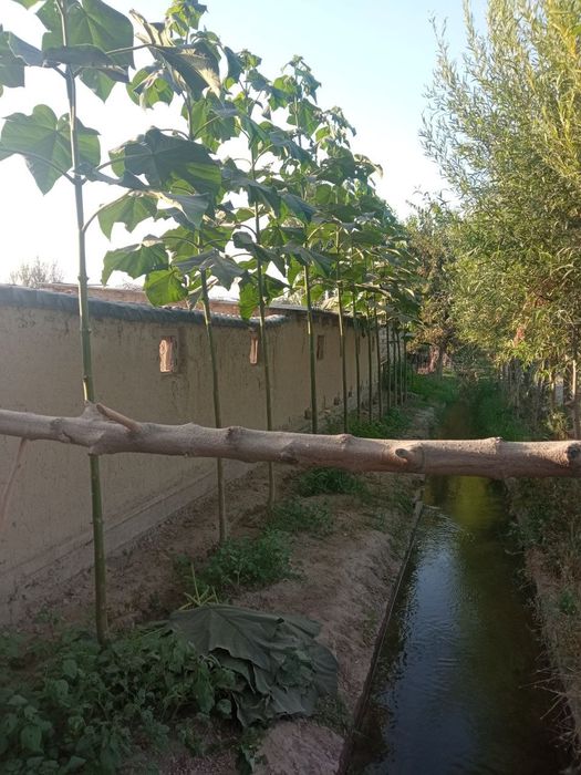 PAVLONYA kochatlari Павлоня кочатлари