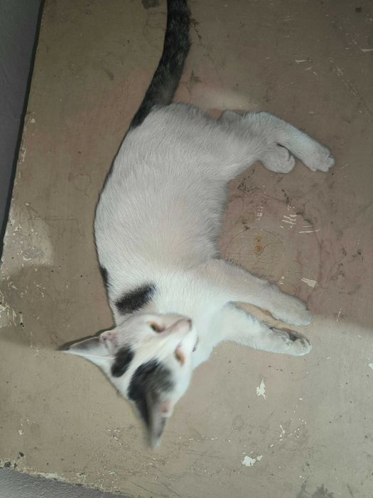 Котятенок девочка четыре месяца