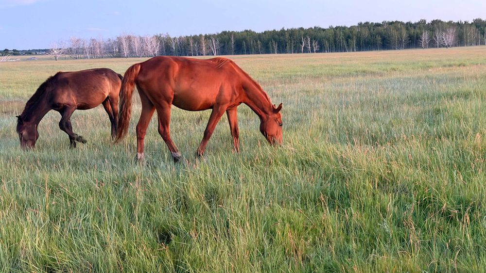 Продадим байталку