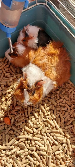 Морская свинка домашяя
