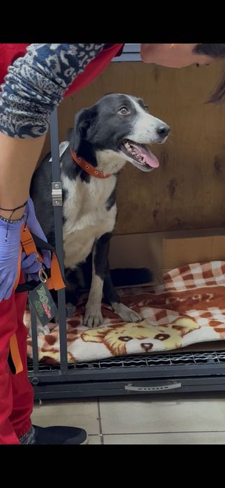 Умная собачка добрым людям