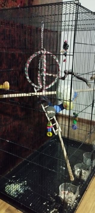 Клетка с кареллой.