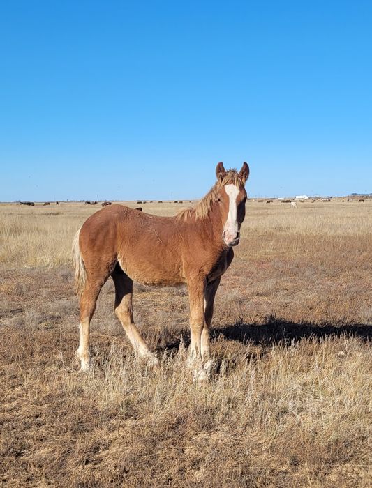 Продаются жеребята