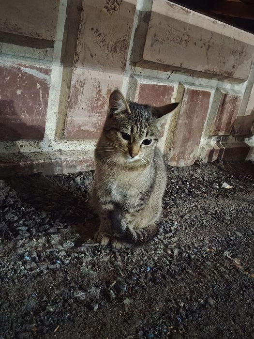 Заберите в хорошие руки