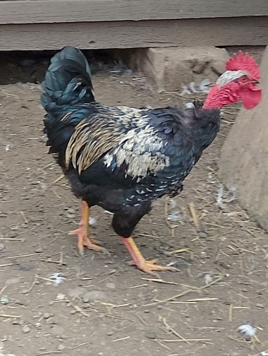 Rațe leșești și cocoși de vânzare, crescute în libertate