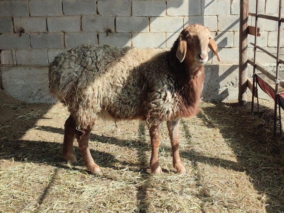 Қошқар сатылады