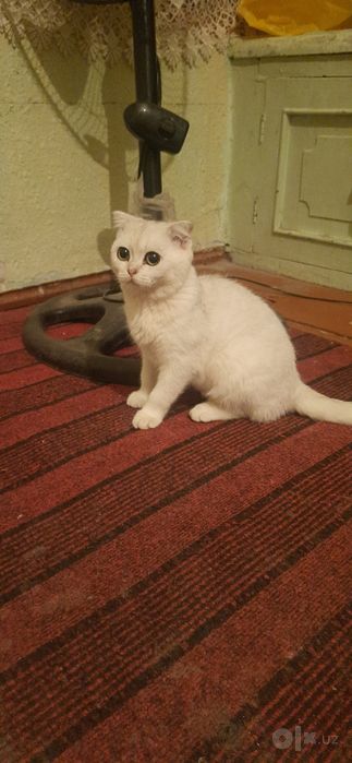 Zotdor mushuk rangi oq