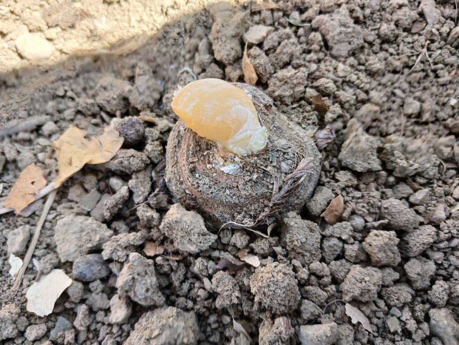 Ekib bergan ko‘chatlarimizga garantiya beramiz