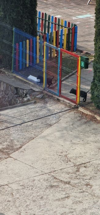 Cățeluși abandonați