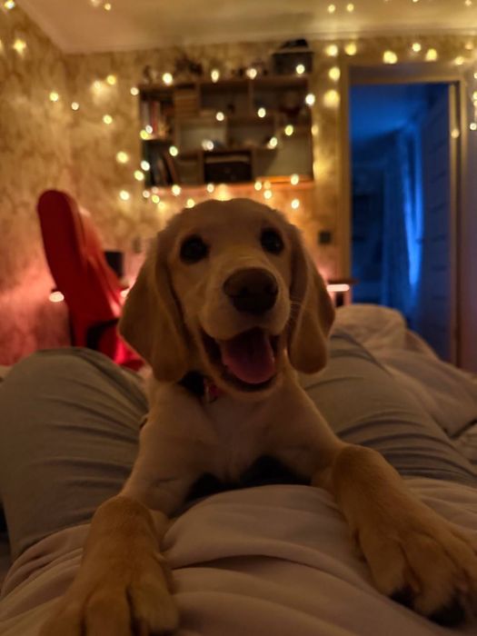 Отдам щенка в добрые руки