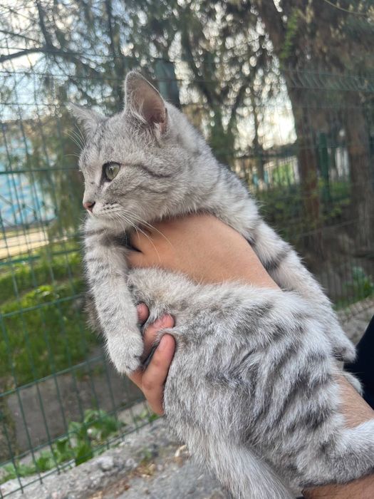 Mushuk sotiladi qiz bola salkam 4 oylik