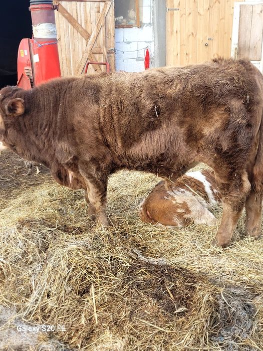 Taurasi 7luni frumos gras bun și de ținut 300 km