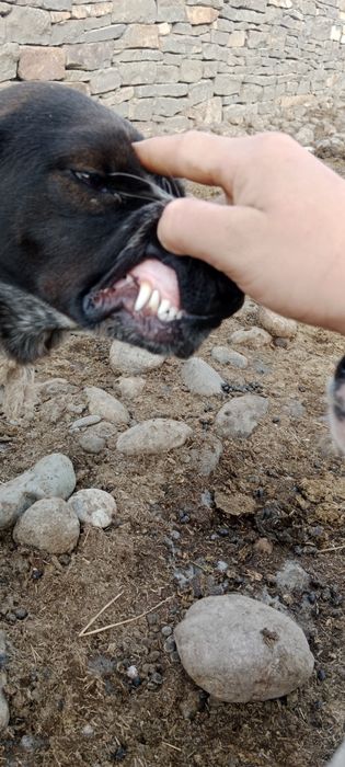 Дежеххехкхөкқузухуззу