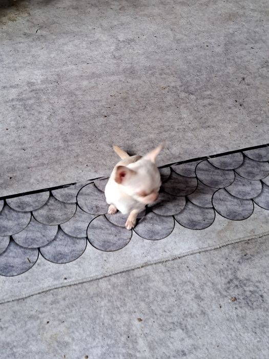 Вязка мини Чихуахуа