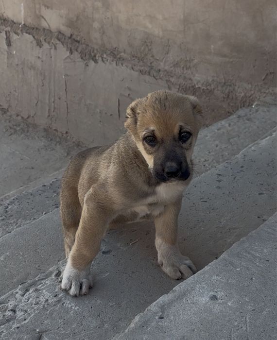 Сао ургашы 2 ай күшік