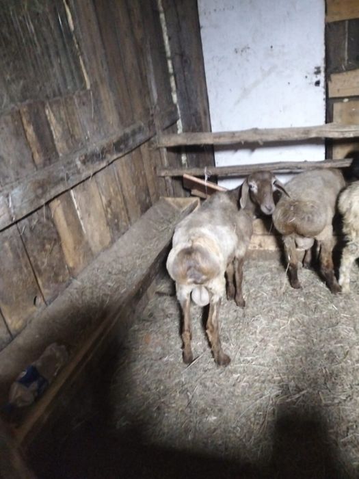 продам двух кошкарчиков