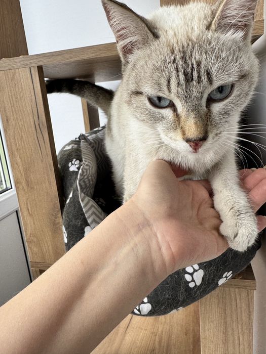 Ищу дом кошечке в доьпые руки