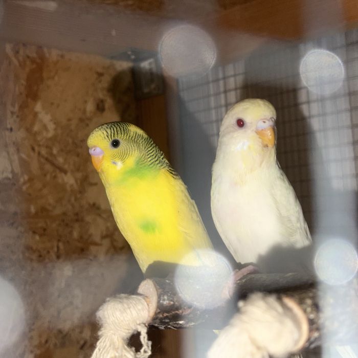 Papagali perusi pui si maturi