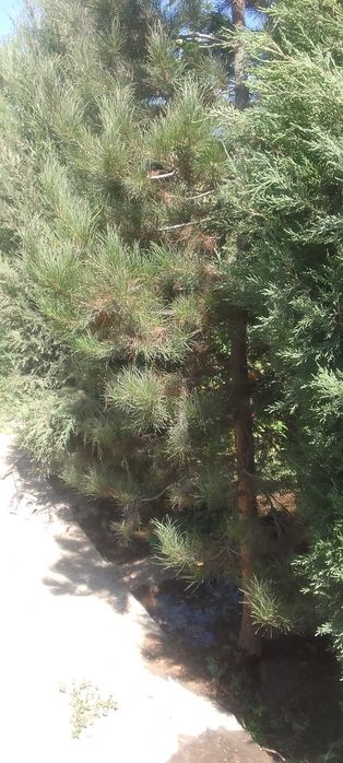 Продаеться дача в алмалыке в черте города