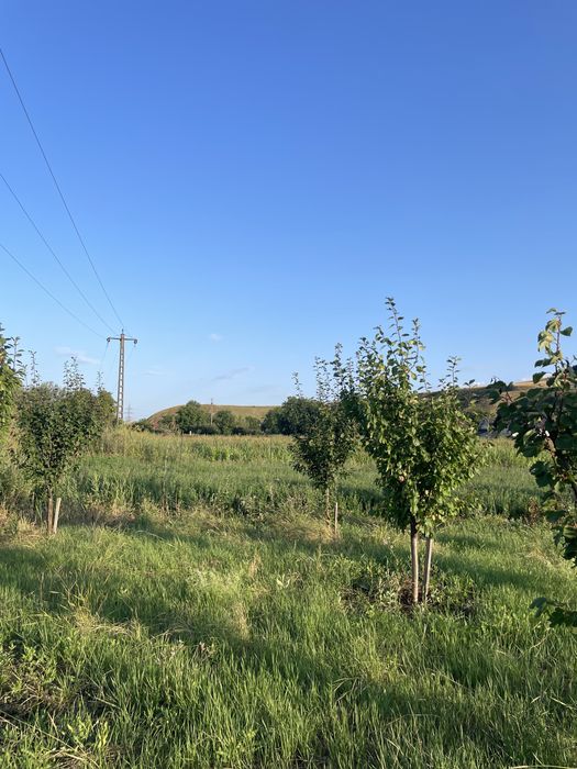 Teren de vânzare – Sard, lângă Alba Iulia