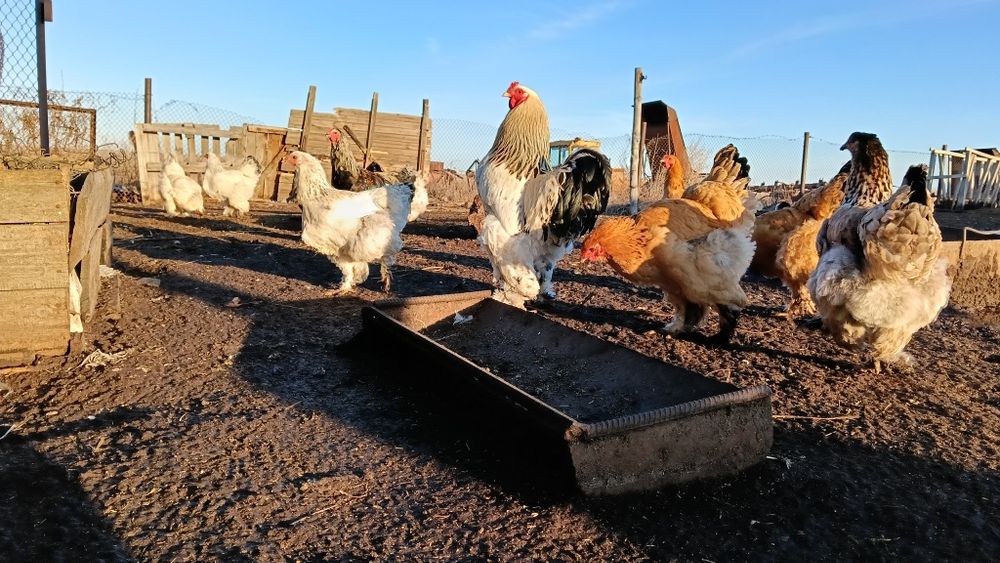 Инкубационные яйца Брама