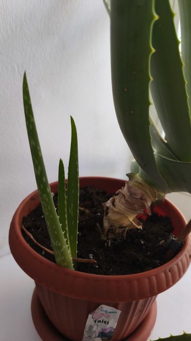 Продам Алоэ Вера