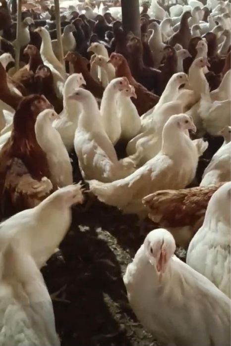 Кокошки носачки Ярки бял легхорн