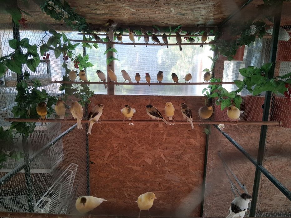 Vând canari de cântec