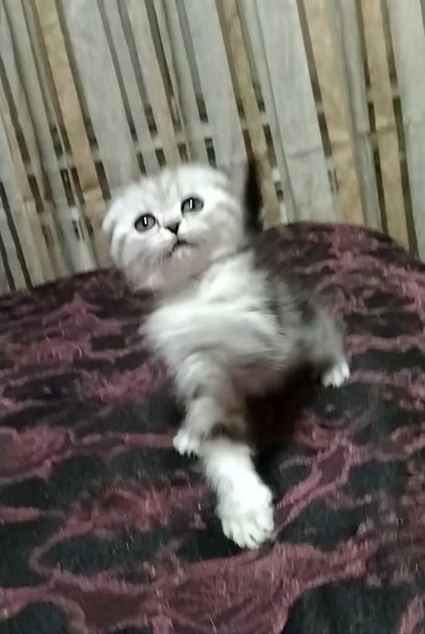 Две вислоухие девочки. Скоттиш Фолд.