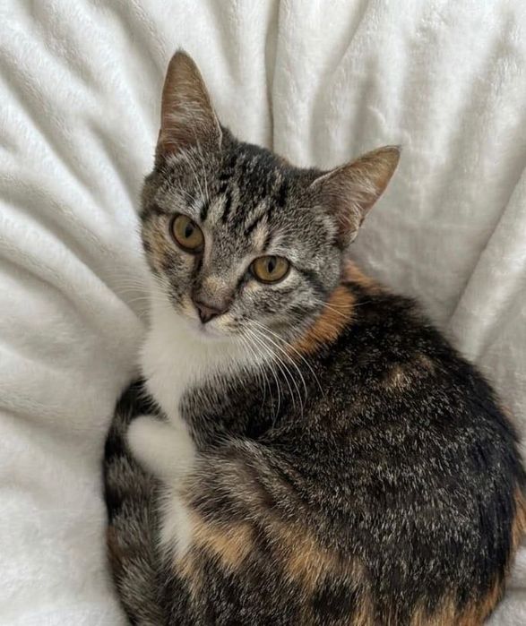 Adopție Princess   - Fetita Sterilizata