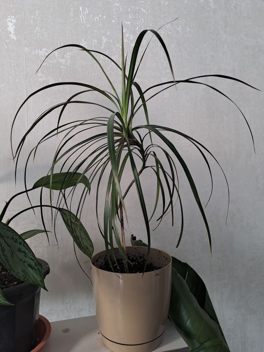 Dracaena marginata