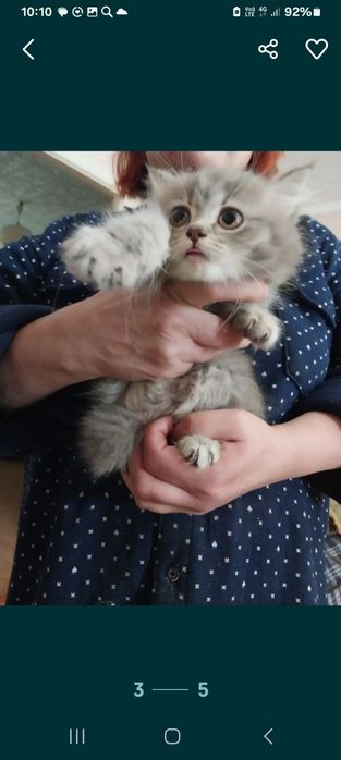 Кошки .скотиш страйтживотные