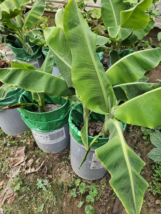 Ута ширин банан кучатлари