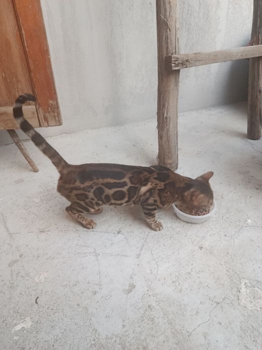 Erkak mushuk zotor begalski qoplonga o'xshidi