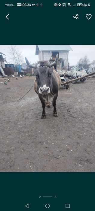 Vacă de vânzare frumoasă