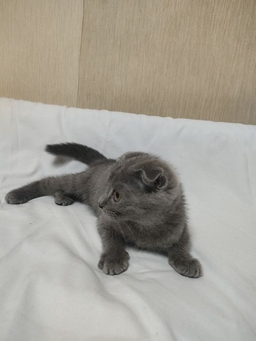 Продам котёнка Шотландская