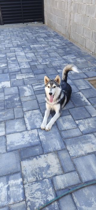 Donez cățelușă Husky