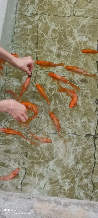 Золотоая рыба, олтин балик,