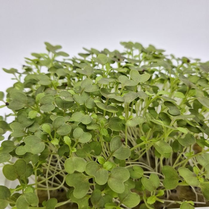 Микрозелень Бухара FS_green