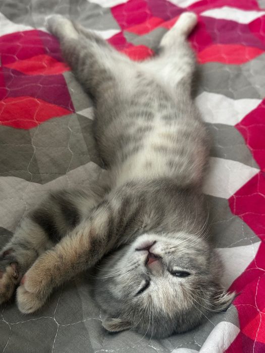 Mushuk bor 2yarim oylik scottish fold