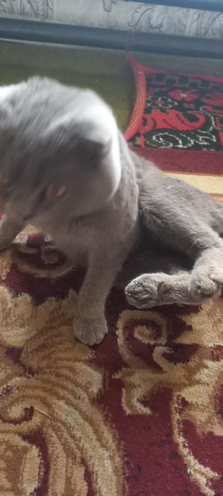 Scottish Fold  shoklandiya qiyshiq quloq mushugi