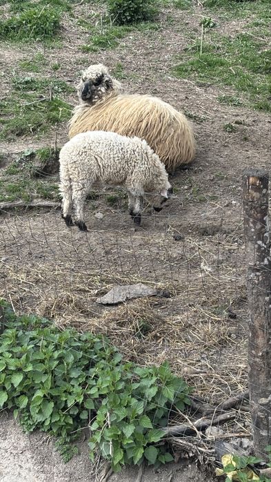 Vand doi miei buni de sacrificat sau de tinut