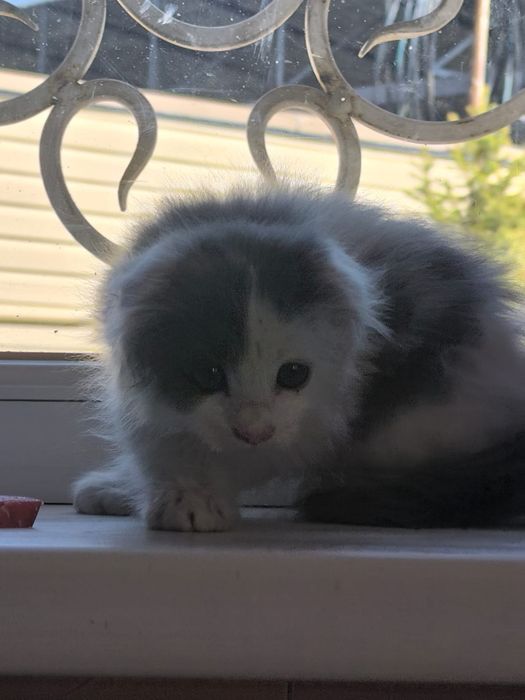 Котенок бесплатно