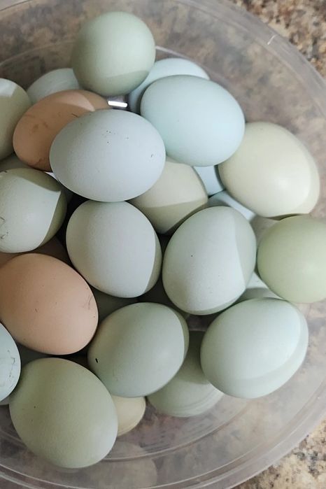 УХЕЙИЛЮЙ товугининг табиий кук тухумлари
УХЕЙИЛЮЙ И
УХЕЙИЛЮЙ И