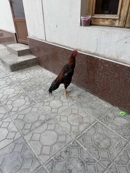 Сотилади корея шамо