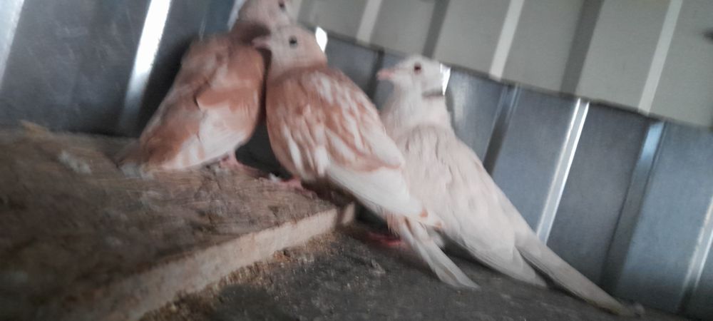 Vind papagali maturi