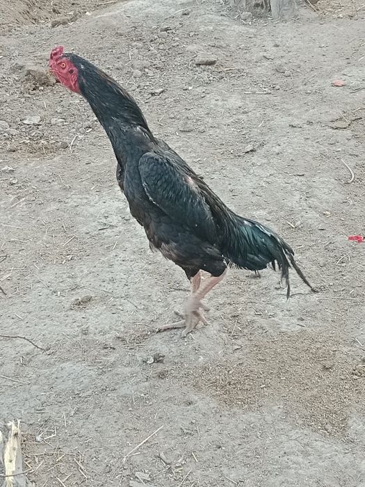 Dakan xoʻroz sotiladi