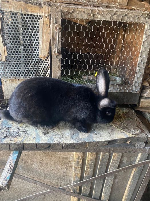 Продам крола на племя